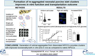 Formation of Re-Aggregated Neonatal Porcine Islet Clusters Improves In Vitro Function and Transplantation Outcome